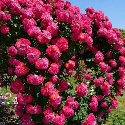 US Imported Elegant Climbing Rose Seeds (Buy 1 Get 1 Free + 1 Plant Booster Syrup)
