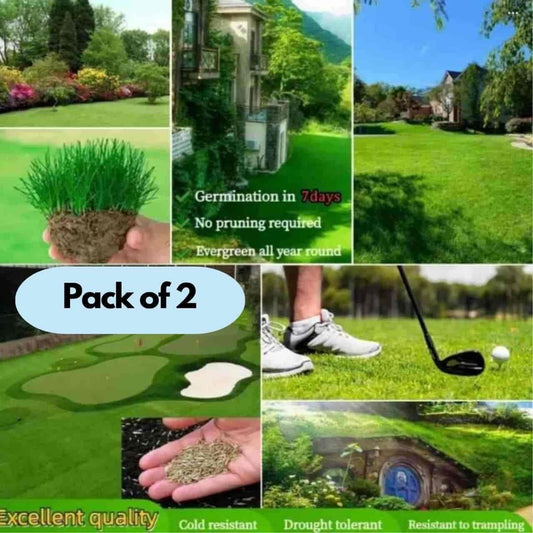 All Seasons Evergreen Grass Seeds | Fast Germination (Buy 1 Get 1 Free)