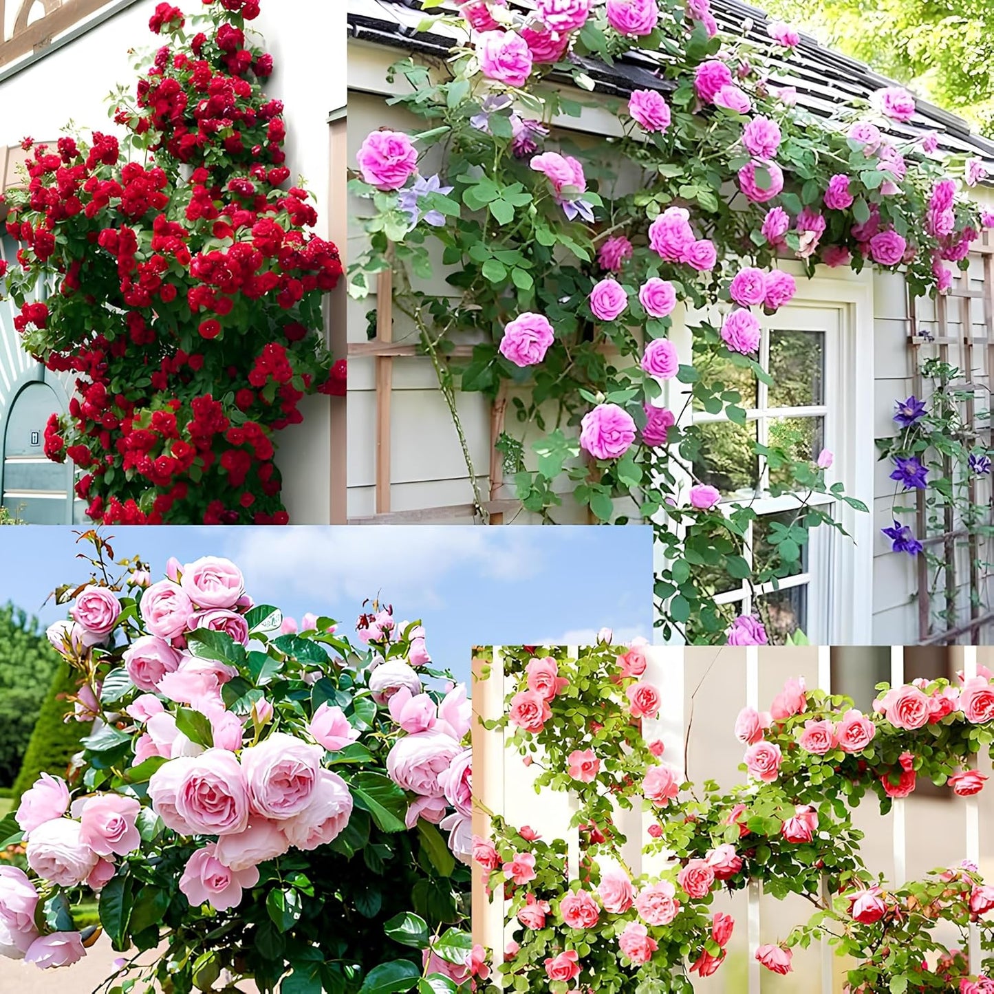 US Imported Elegant Climbing Rose Seeds (Buy 1 Get 1 Free + 1 Plant Booster Syrup)