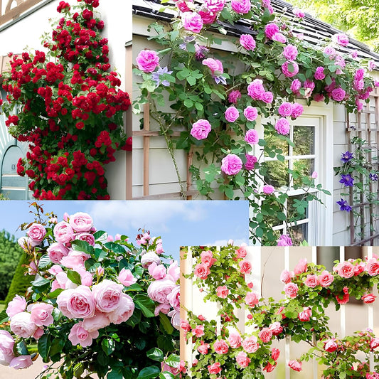 US Imported Elegant Climbing Rose Seeds (Buy 1 Get 1 Free + 1 Plant Booster Syrup)