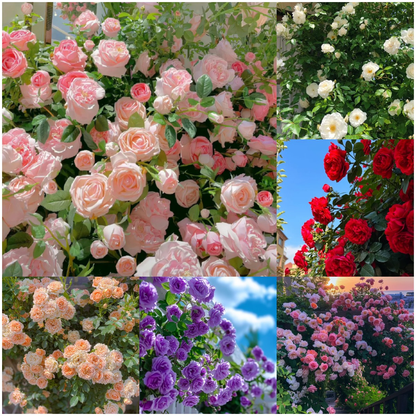 US Imported Elegant Climbing Rose Seeds (Buy 1 Get 1 Free + 1 Plant Booster Syrup)