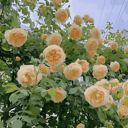 US Imported Elegant Climbing Rose Seeds (Buy 1 Get 1 Free + 1 Plant Booster Syrup)
