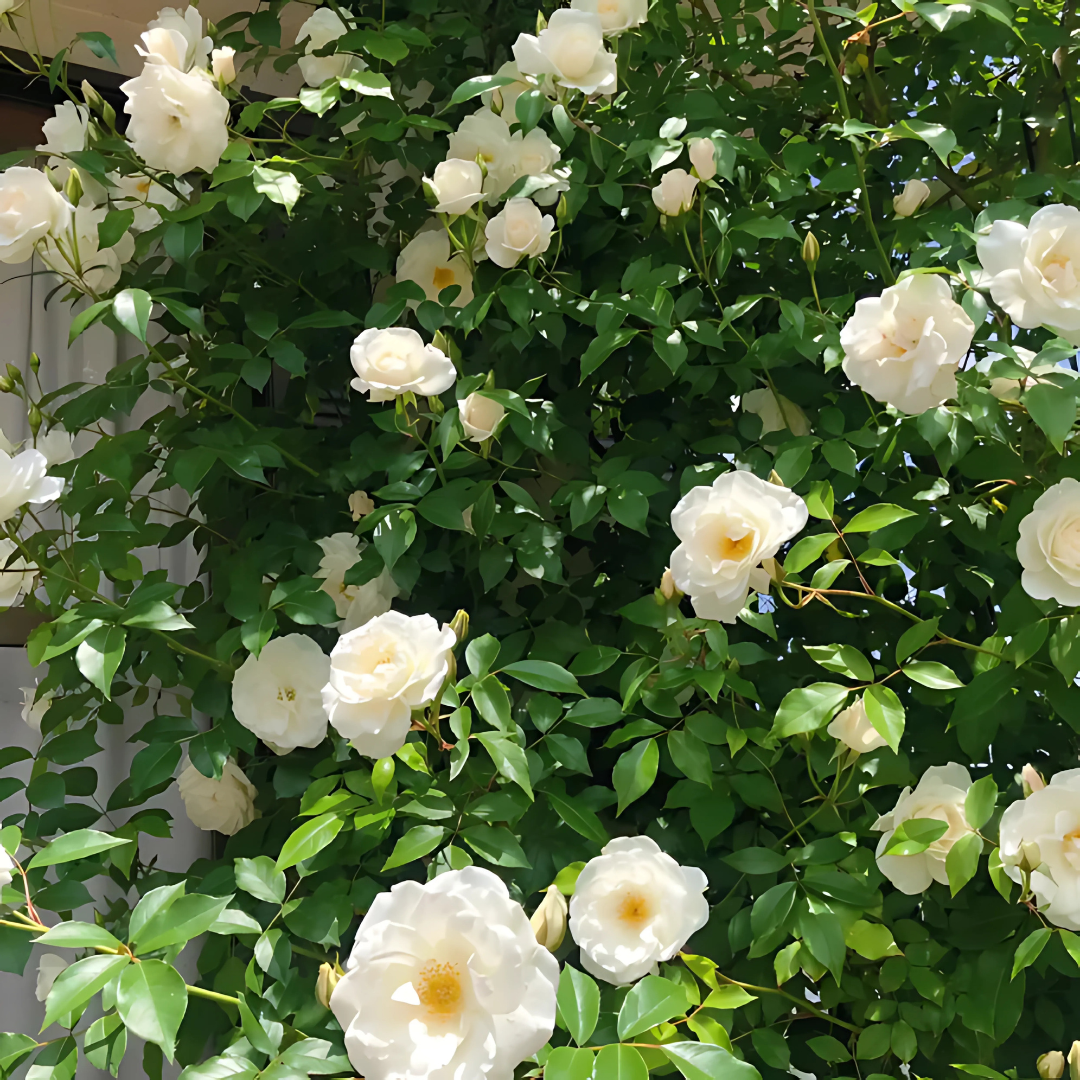 US Imported Elegant Climbing Rose Seeds (Buy 1 Get 1 Free + 1 Plant Booster Syrup)